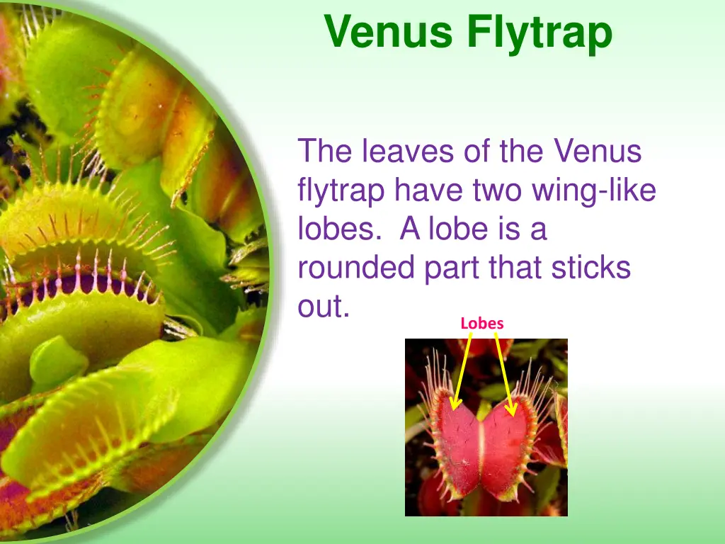 venus flytrap