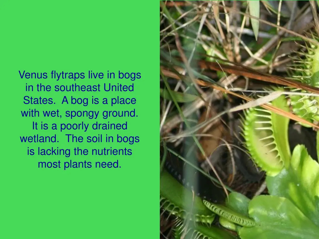 venus flytraps live in bogs in the southeast