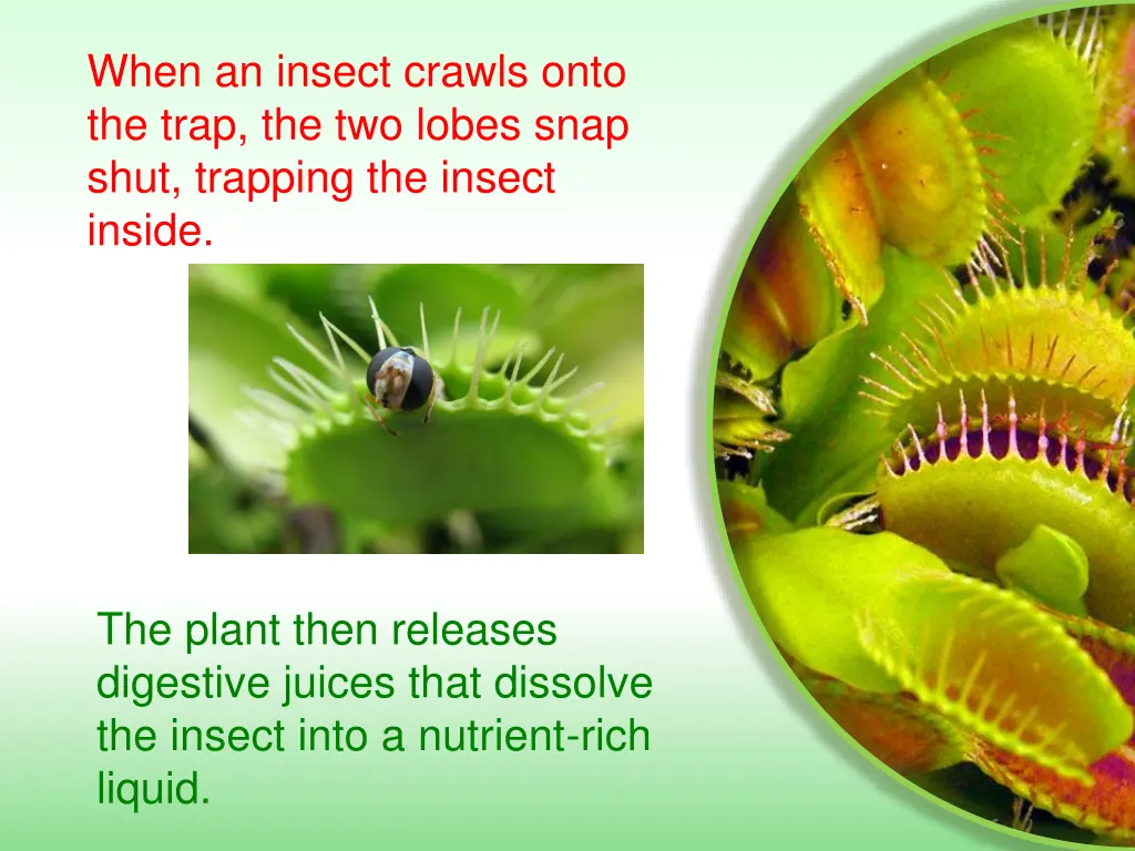 when an insect crawls onto the trap the two lobes