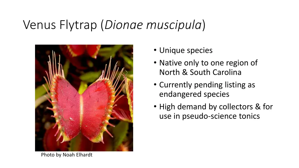 venus flytrap dionae muscipula