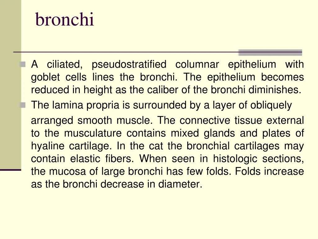 bronchi