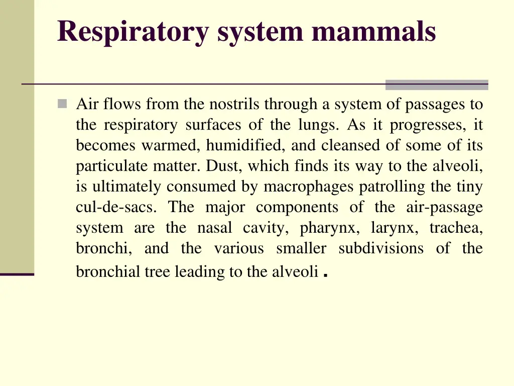 respiratory system mammals