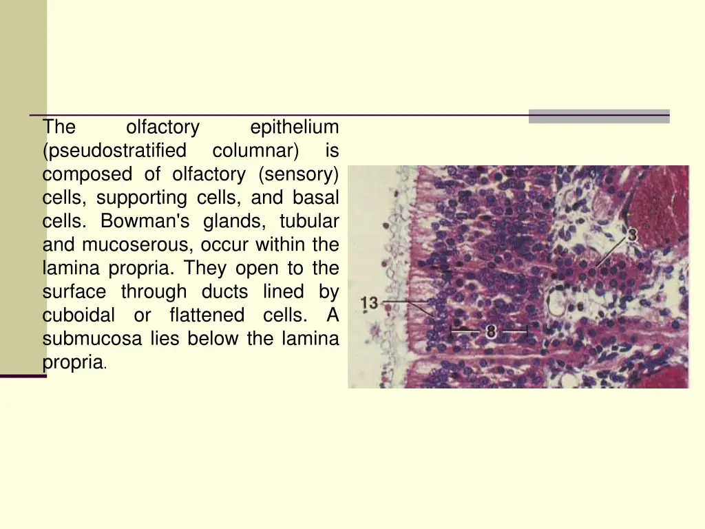 the pseudostratified composed of olfactory