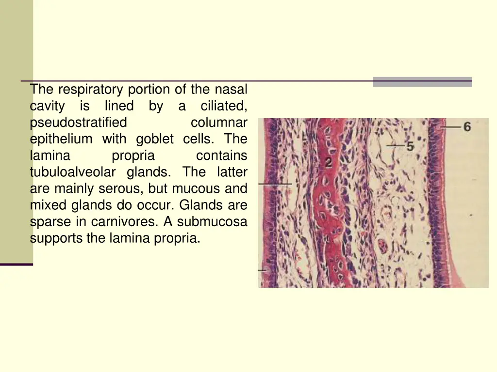 the respiratory portion of the nasal cavity