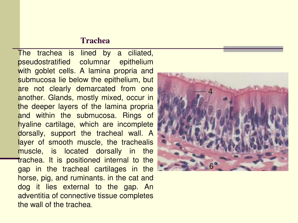 trachea