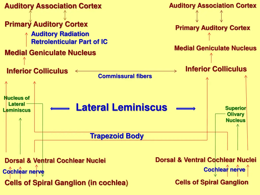 auditory association cortex