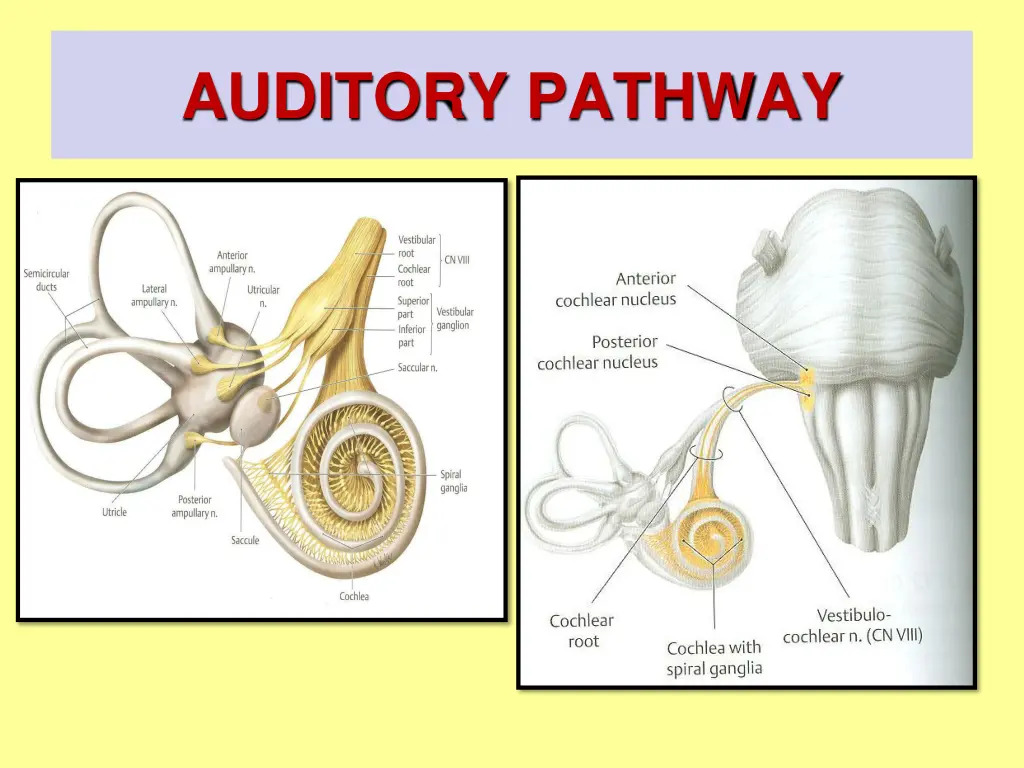 auditory pathway 1