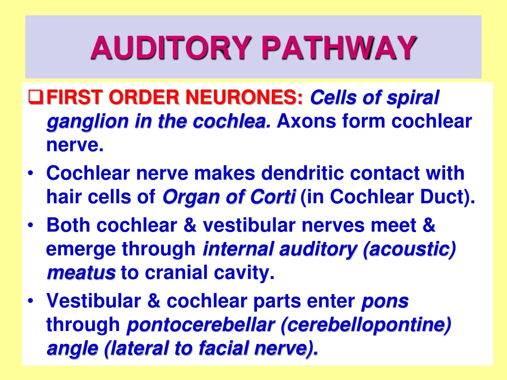 auditory pathway 2