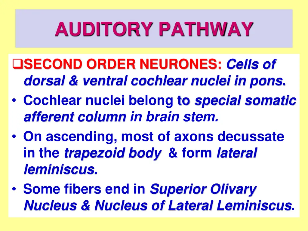 auditory pathway 3