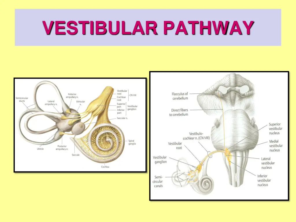 vestibular pathway 1