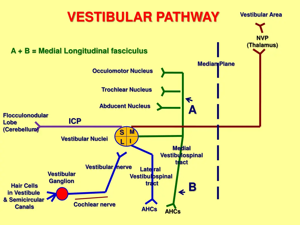 vestibular pathway 2