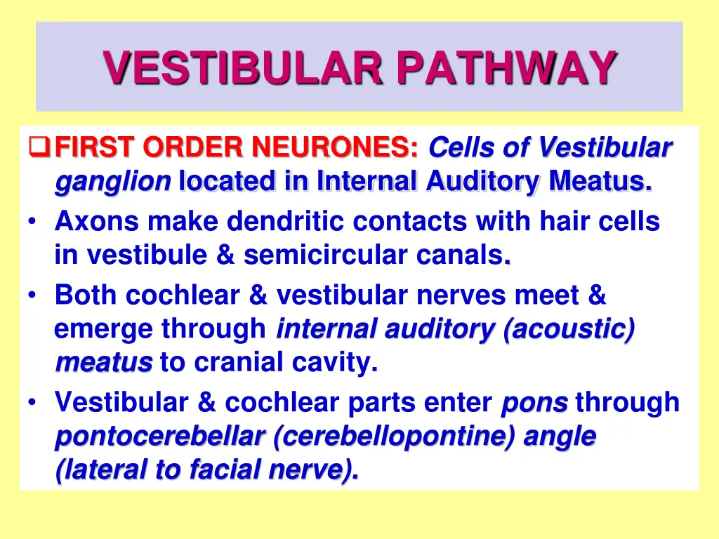 vestibular pathway 3