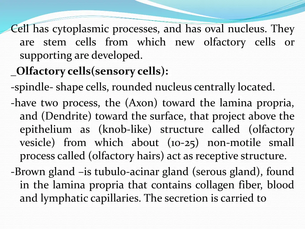 cell has cytoplasmic processes and has oval