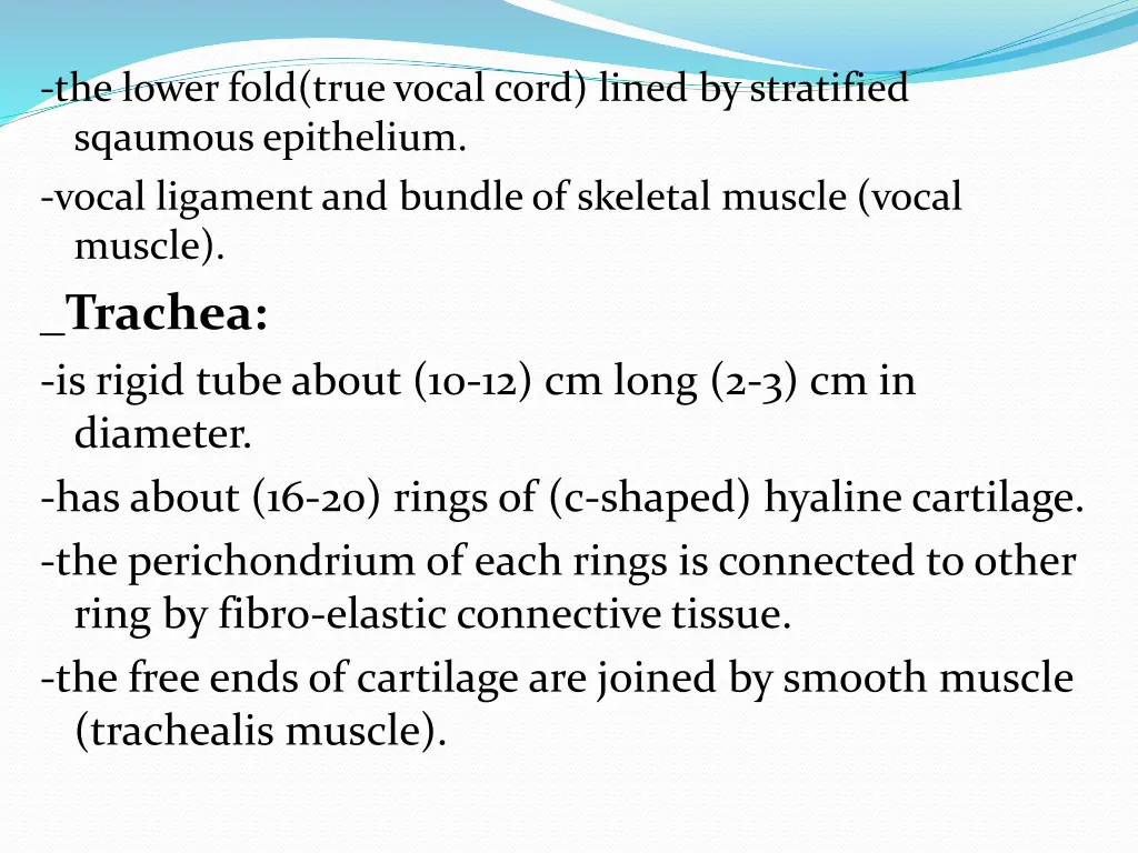 the lower fold true vocal cord lined