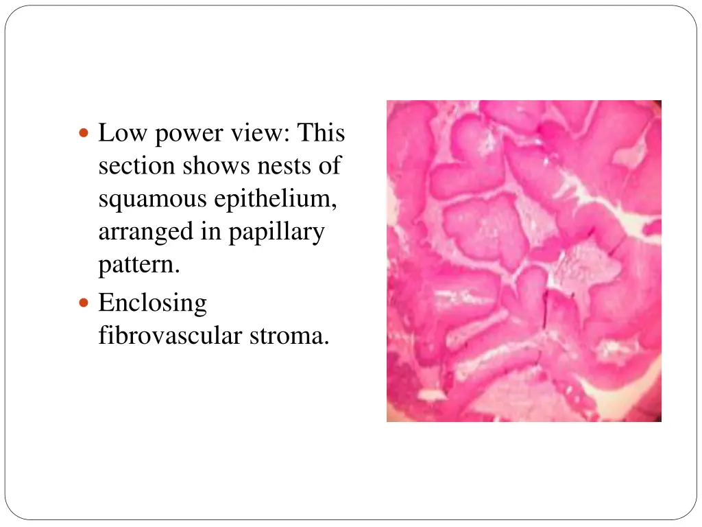 low power view this section shows nests