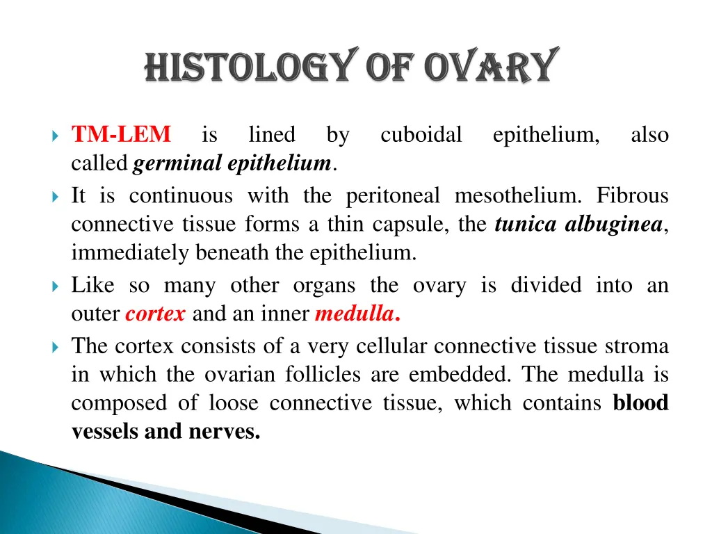 tm lem called germinal epithelium