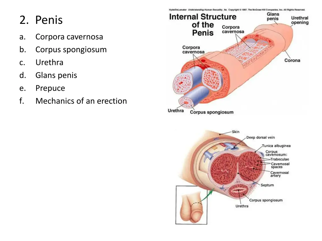 2 penis