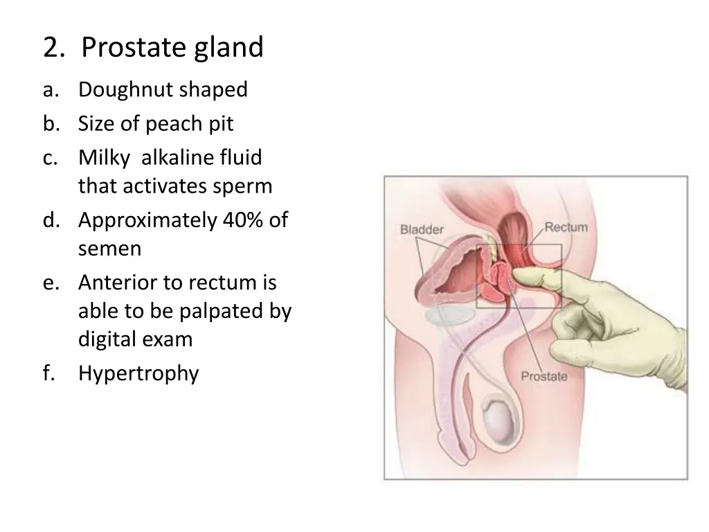 2 prostate gland