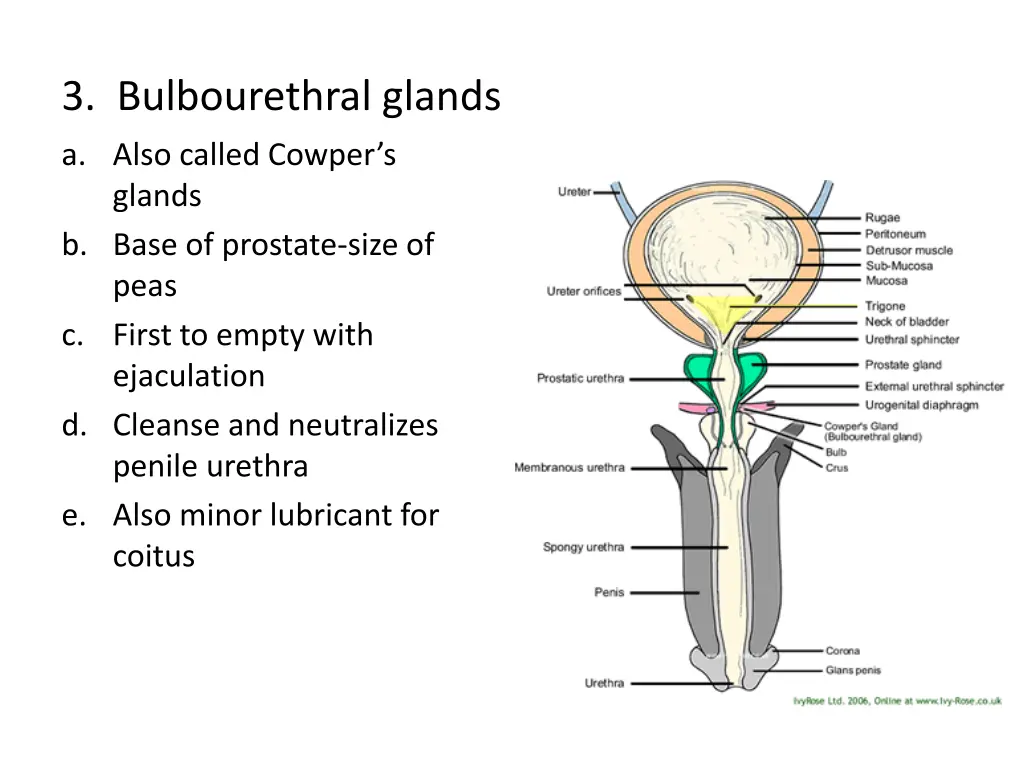 3 bulbourethral glands