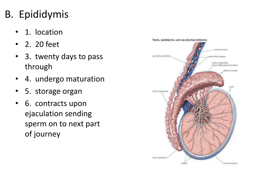 b epididymis