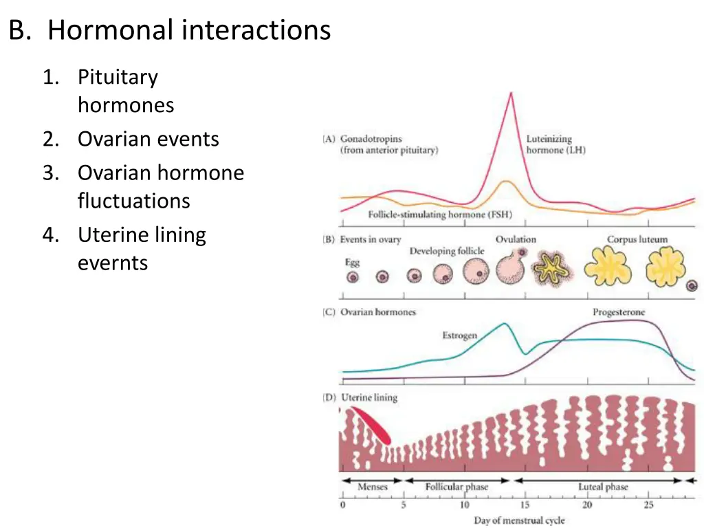 b hormonal interactions