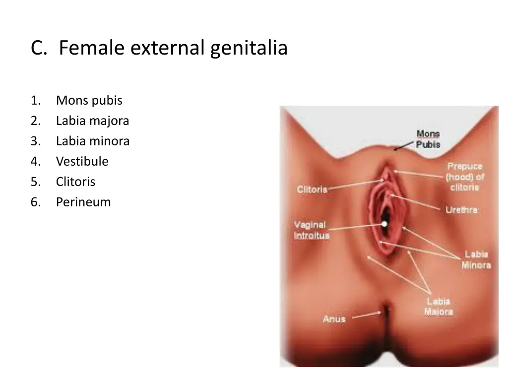 c female external genitalia