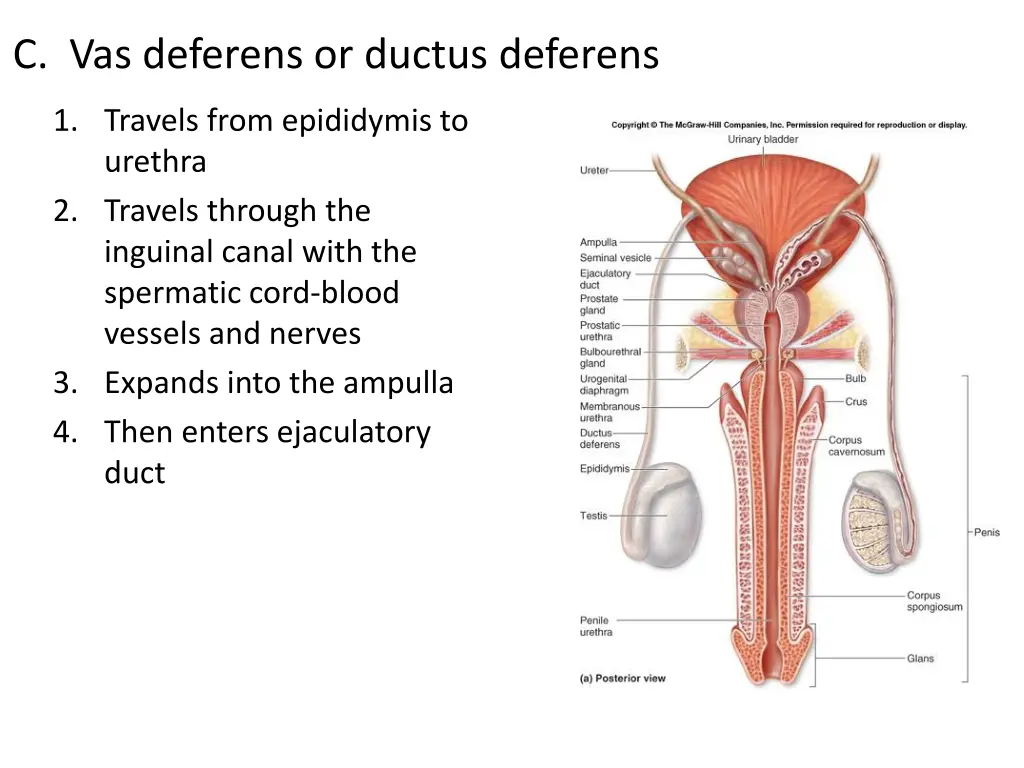 c vas deferens or ductus deferens