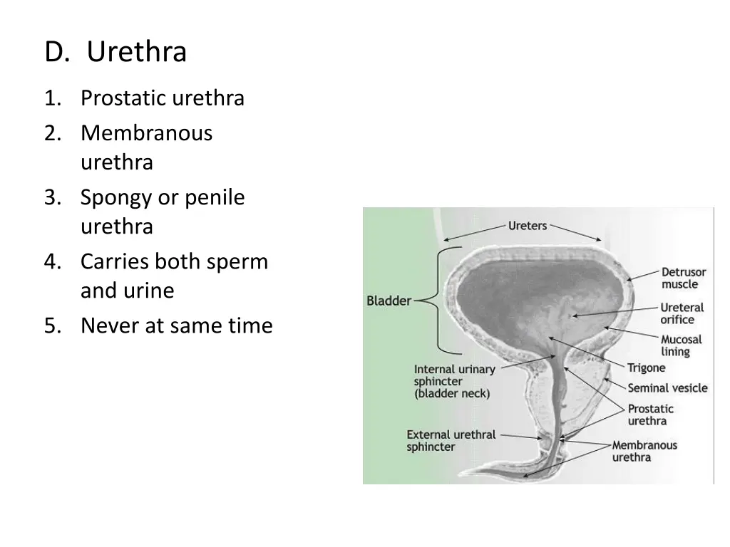 d urethra