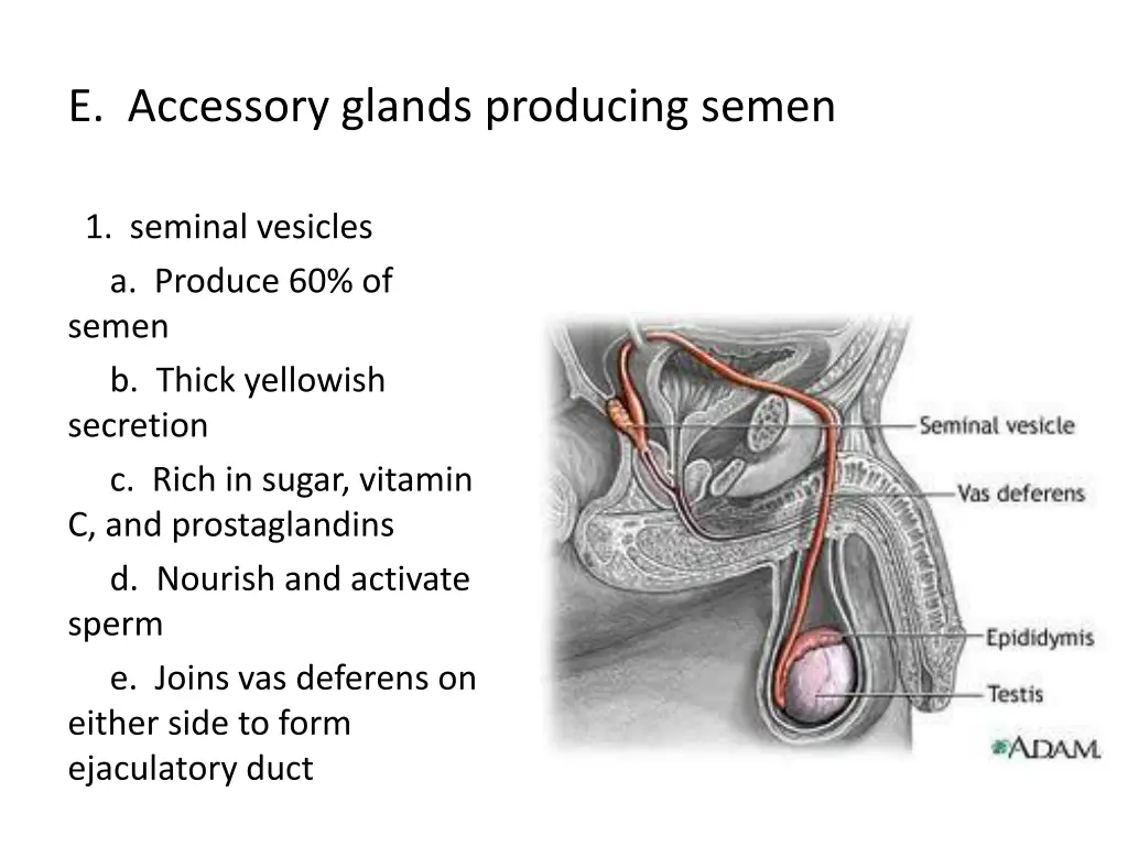 e accessory glands producing semen