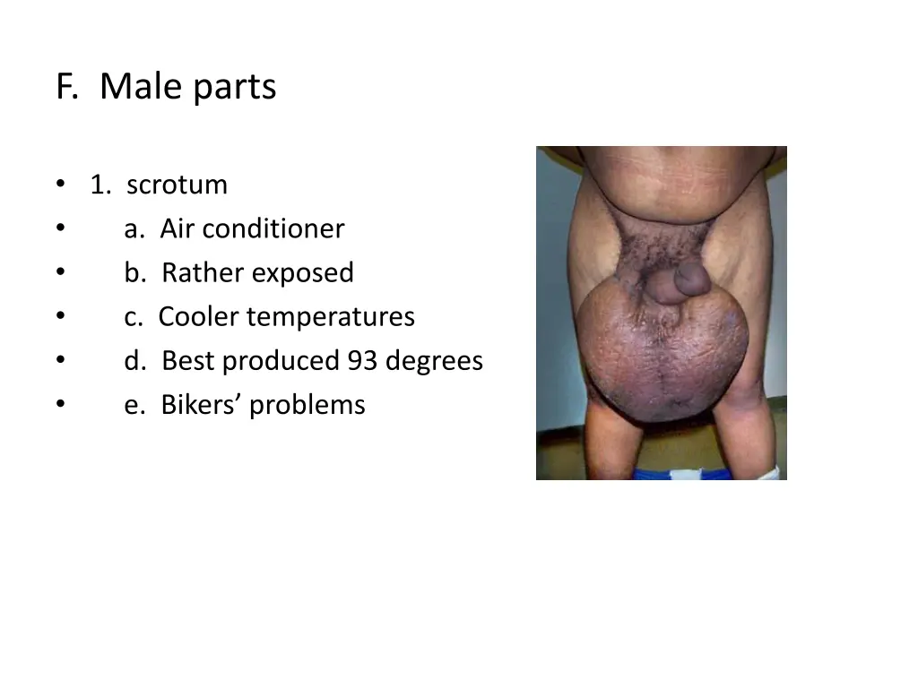 f male parts