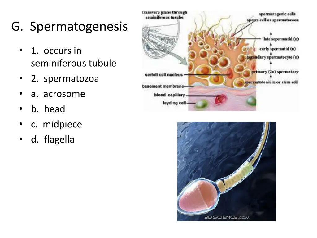 g spermatogenesis