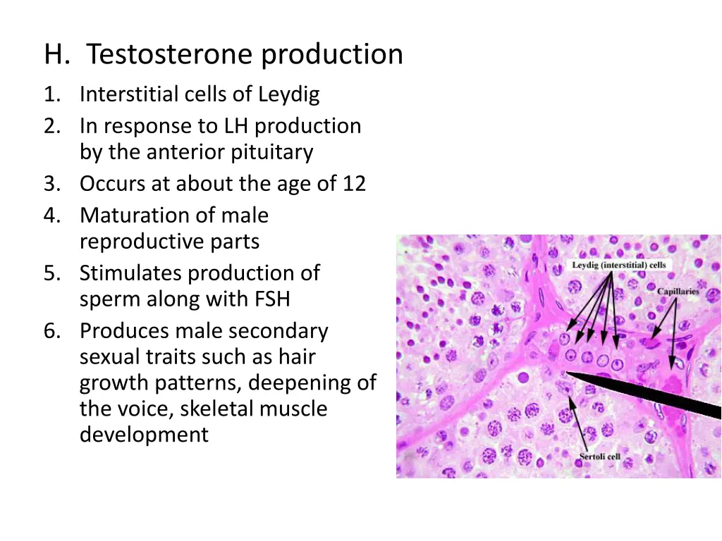 h testosterone production 1 interstitial cells