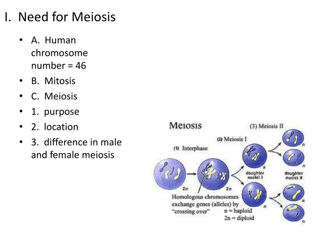 i need for meiosis