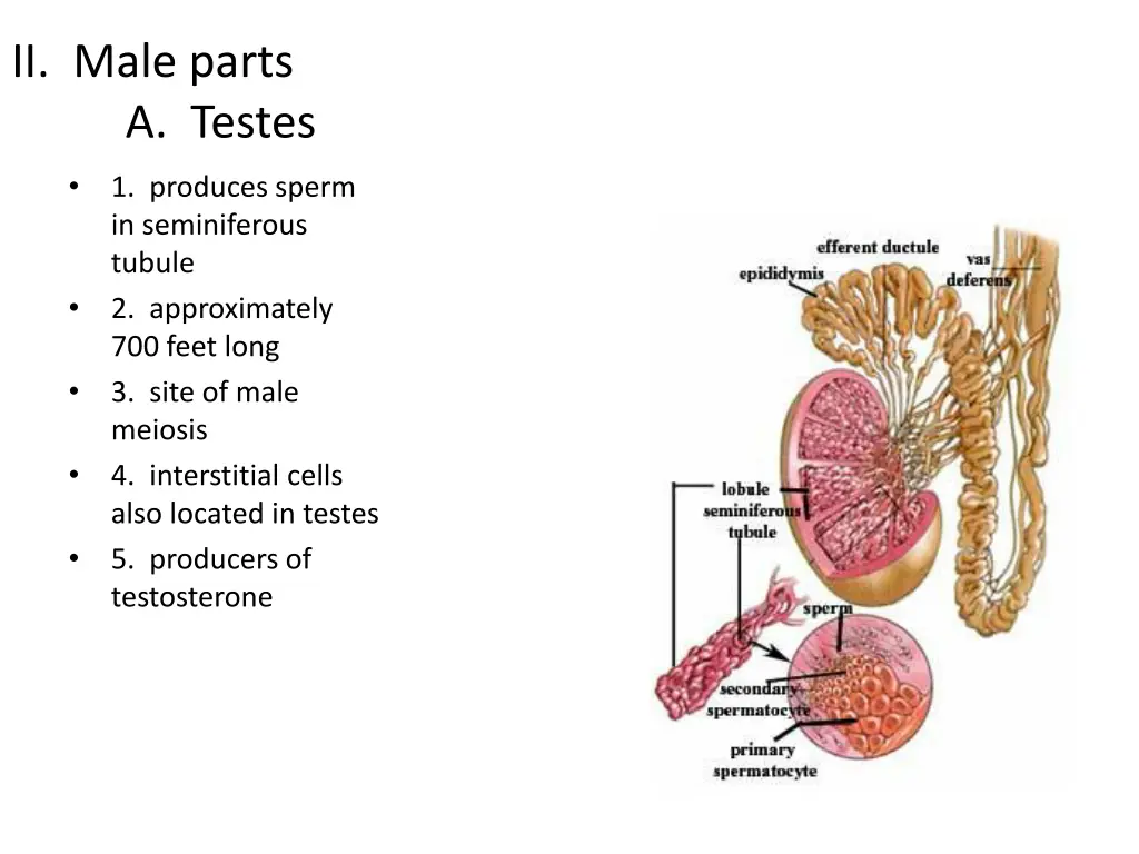 ii male parts a testes