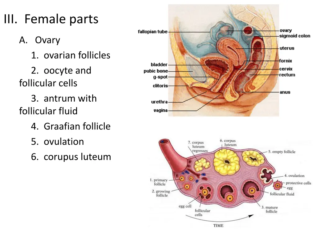 iii female parts