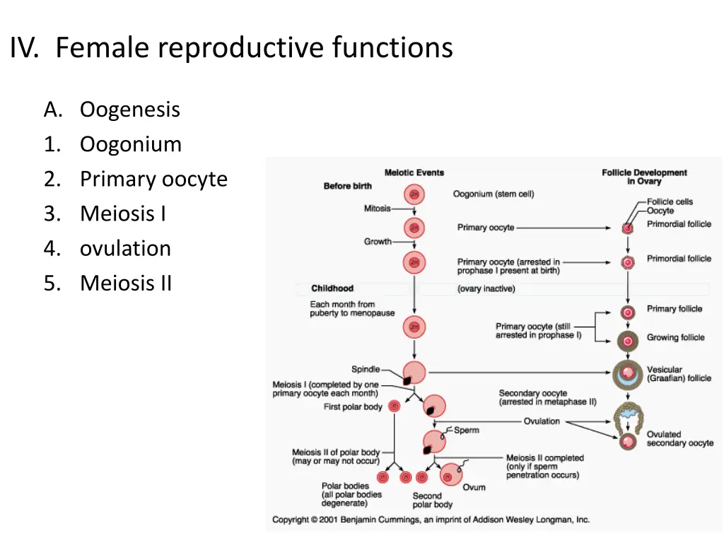 iv female reproductive functions