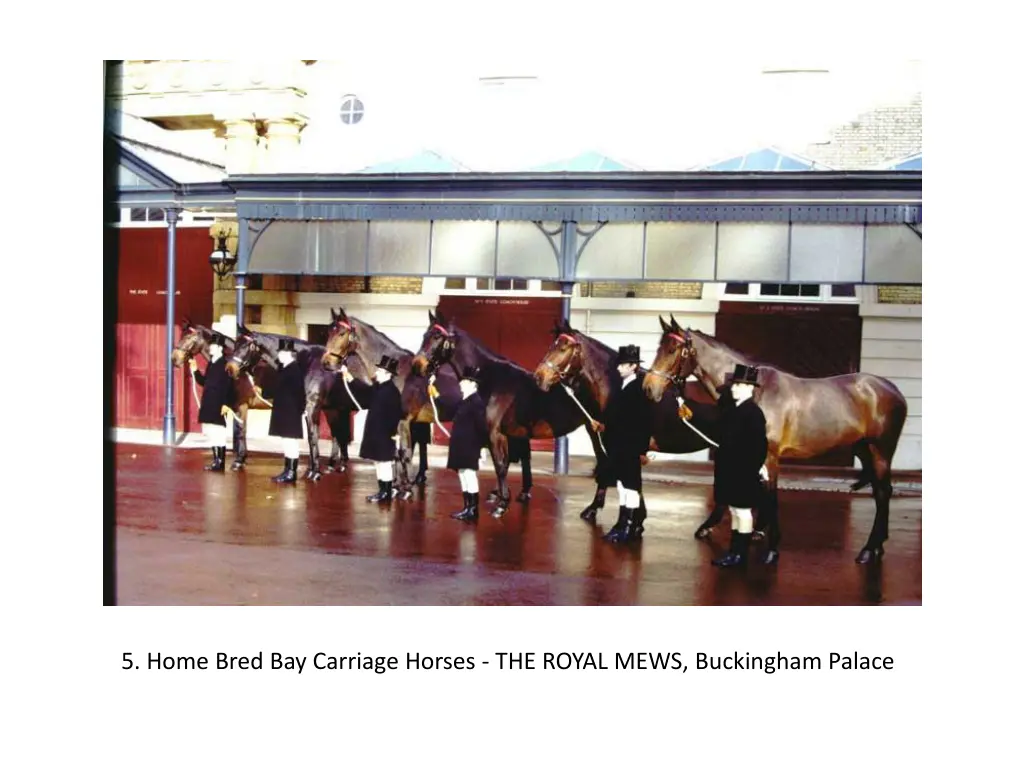 5 home bred bay carriage horses the royal mews