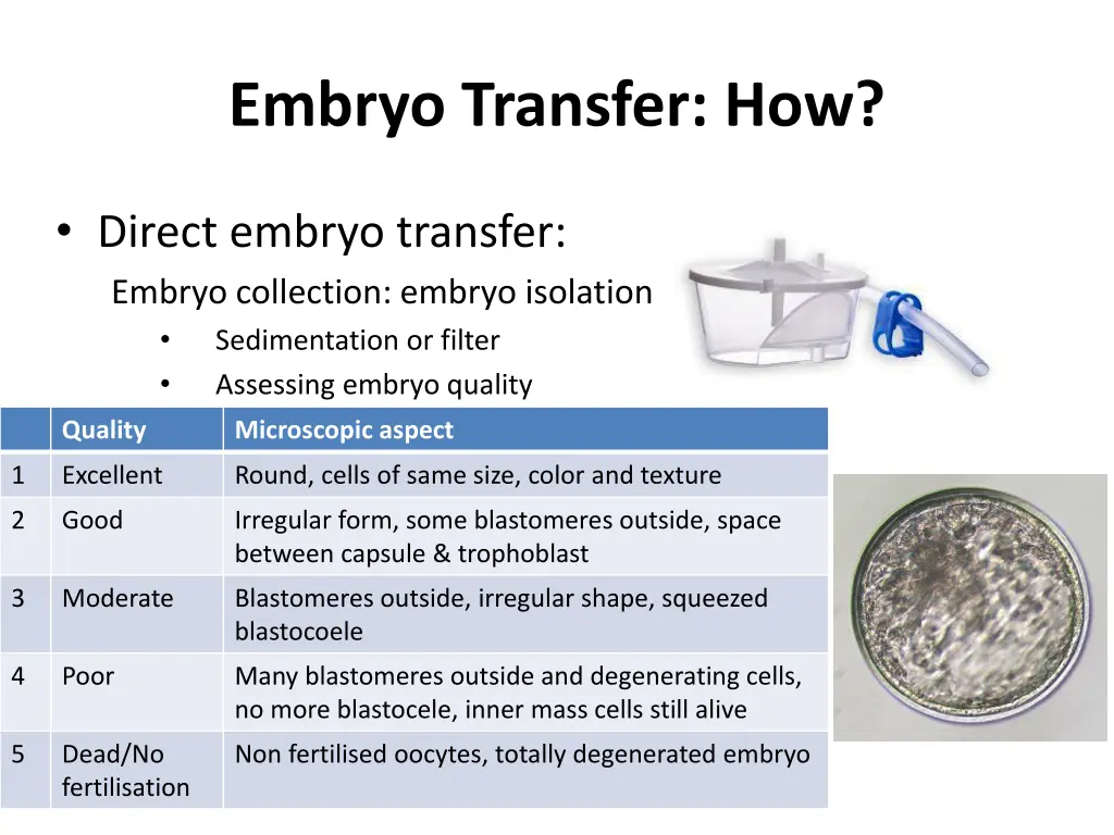 embryo transfer how 1