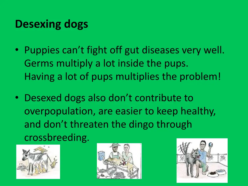 desexing dogs