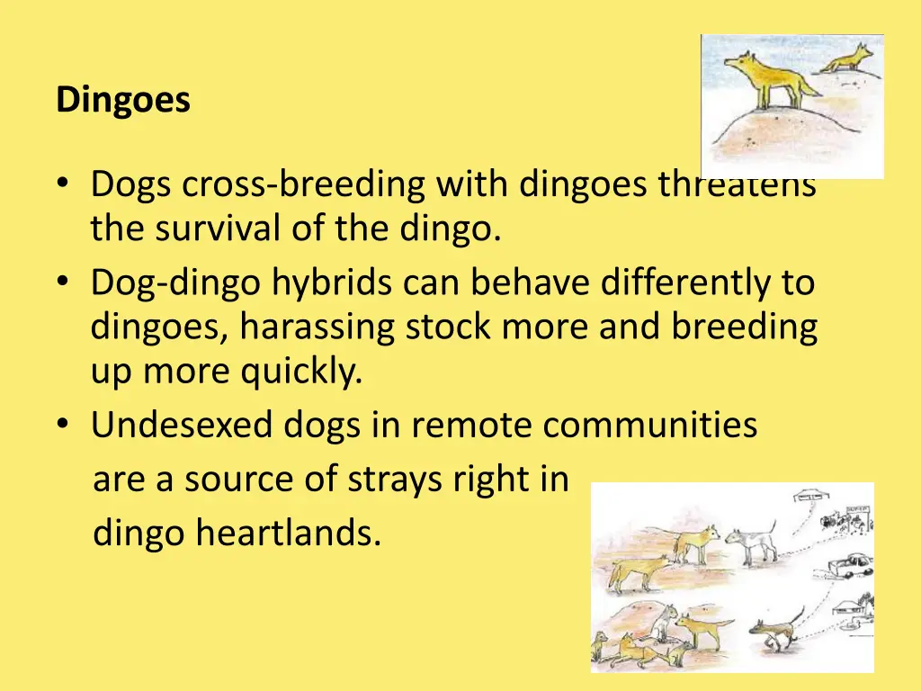 dingoes