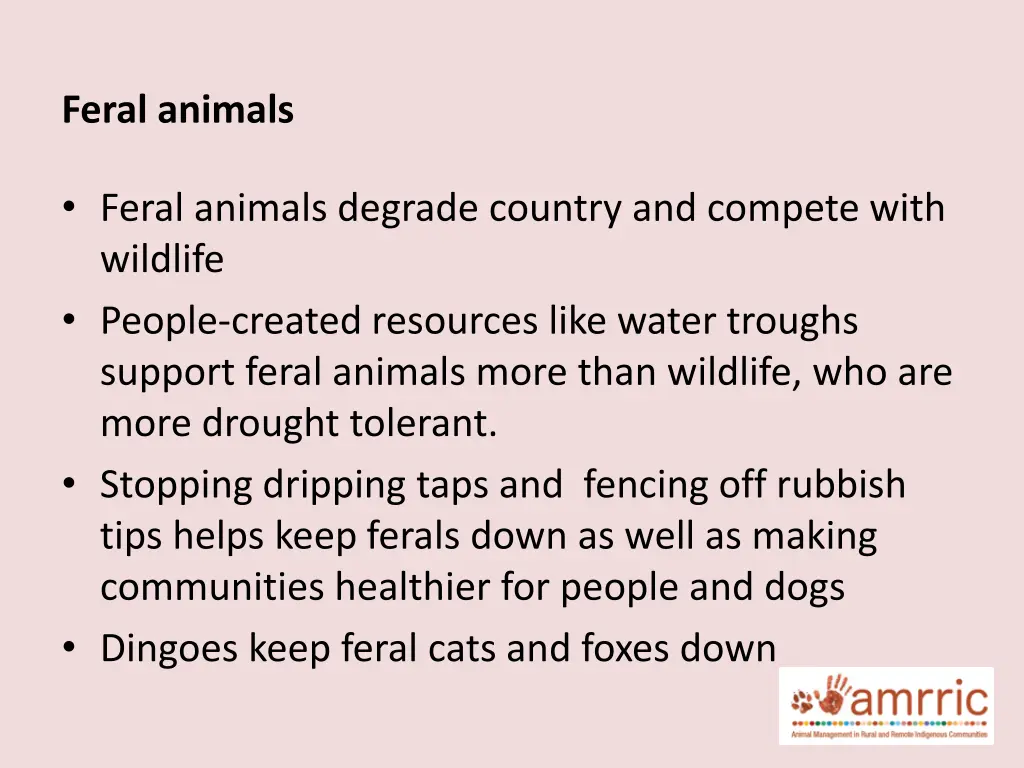 feral animals