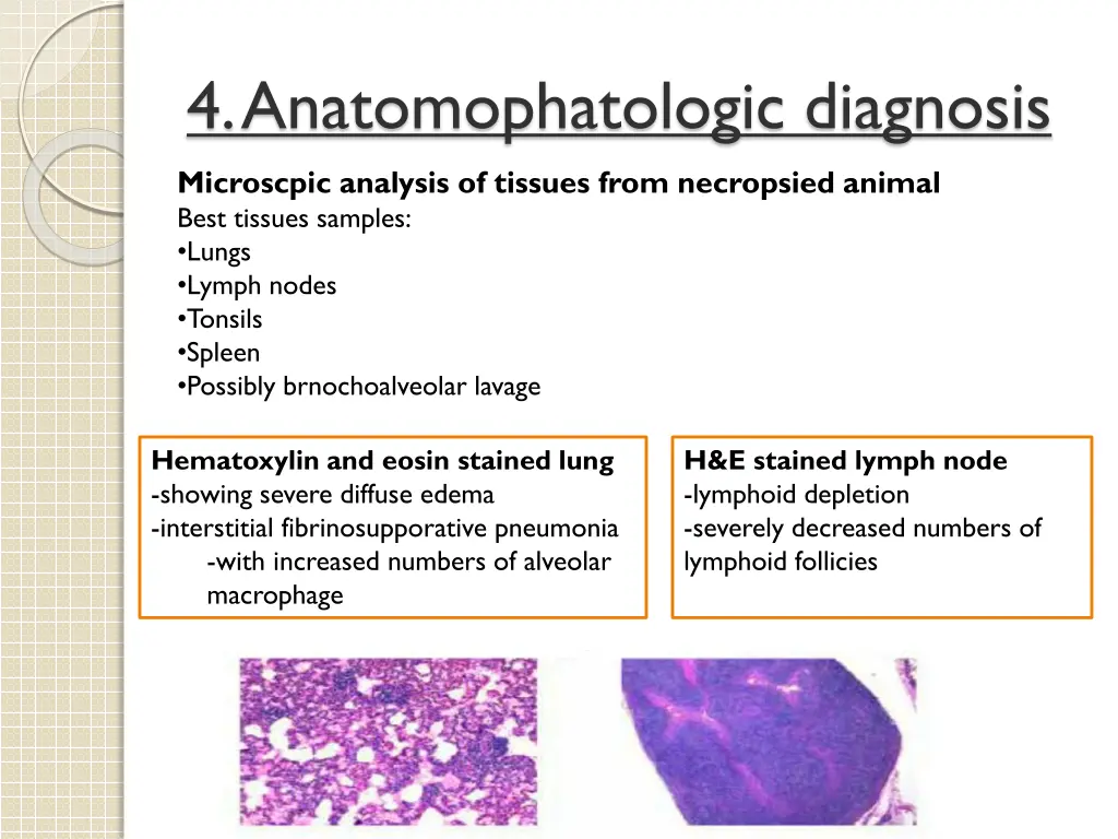 4 anatomophatologic diagnosis 1