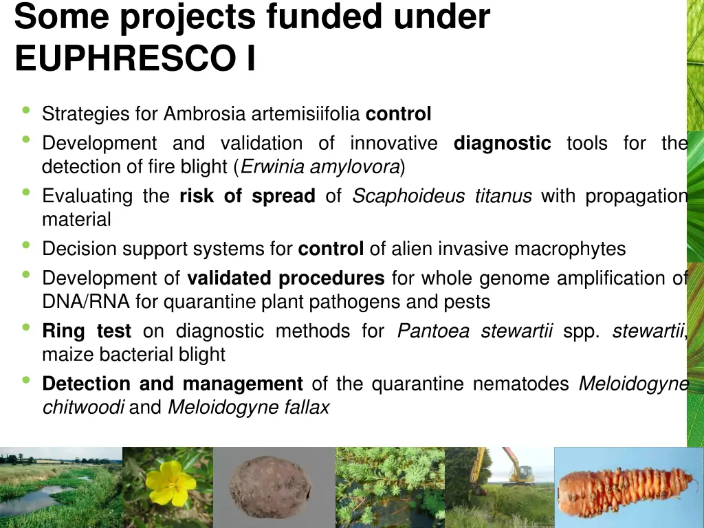 some projects funded under euphresco i