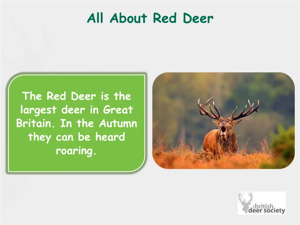 all about red deer 1