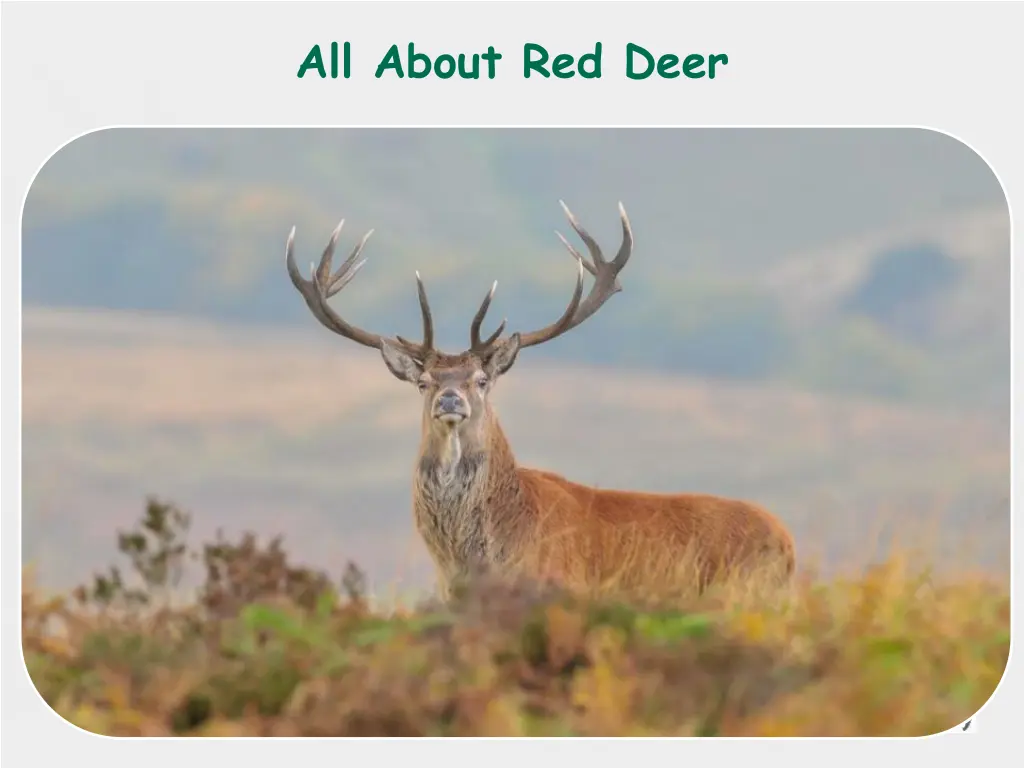 all about red deer