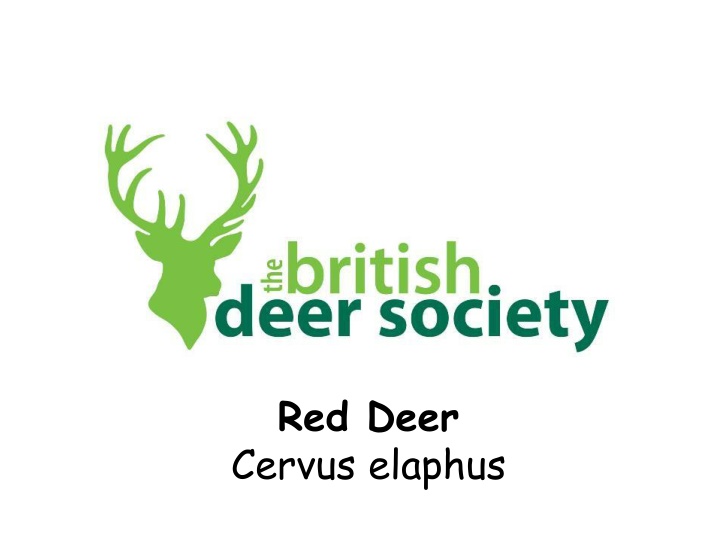 red deer cervus elaphus