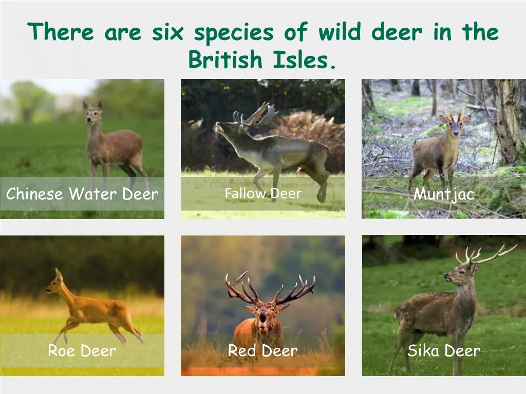 there are six species of wild deer in the british