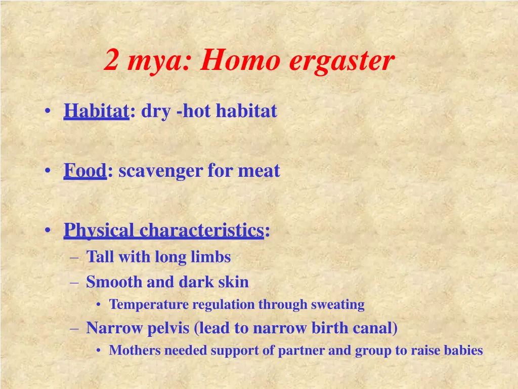 2 mya homo ergaster