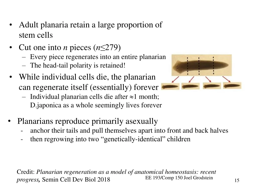 adult planaria retain a large proportion of stem