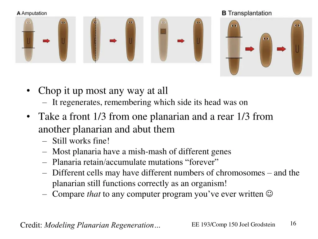 chop it up most any way at all it regenerates